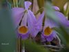 Cattleya eldorado 